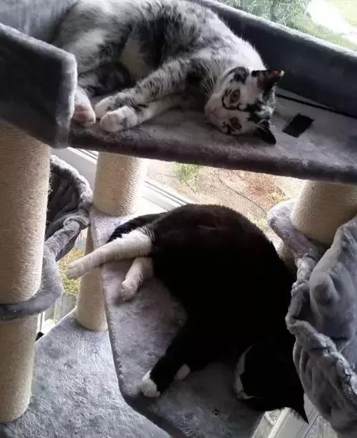 一岁猫咪到底该怎么养? 一岁猫咪到底该怎么养?