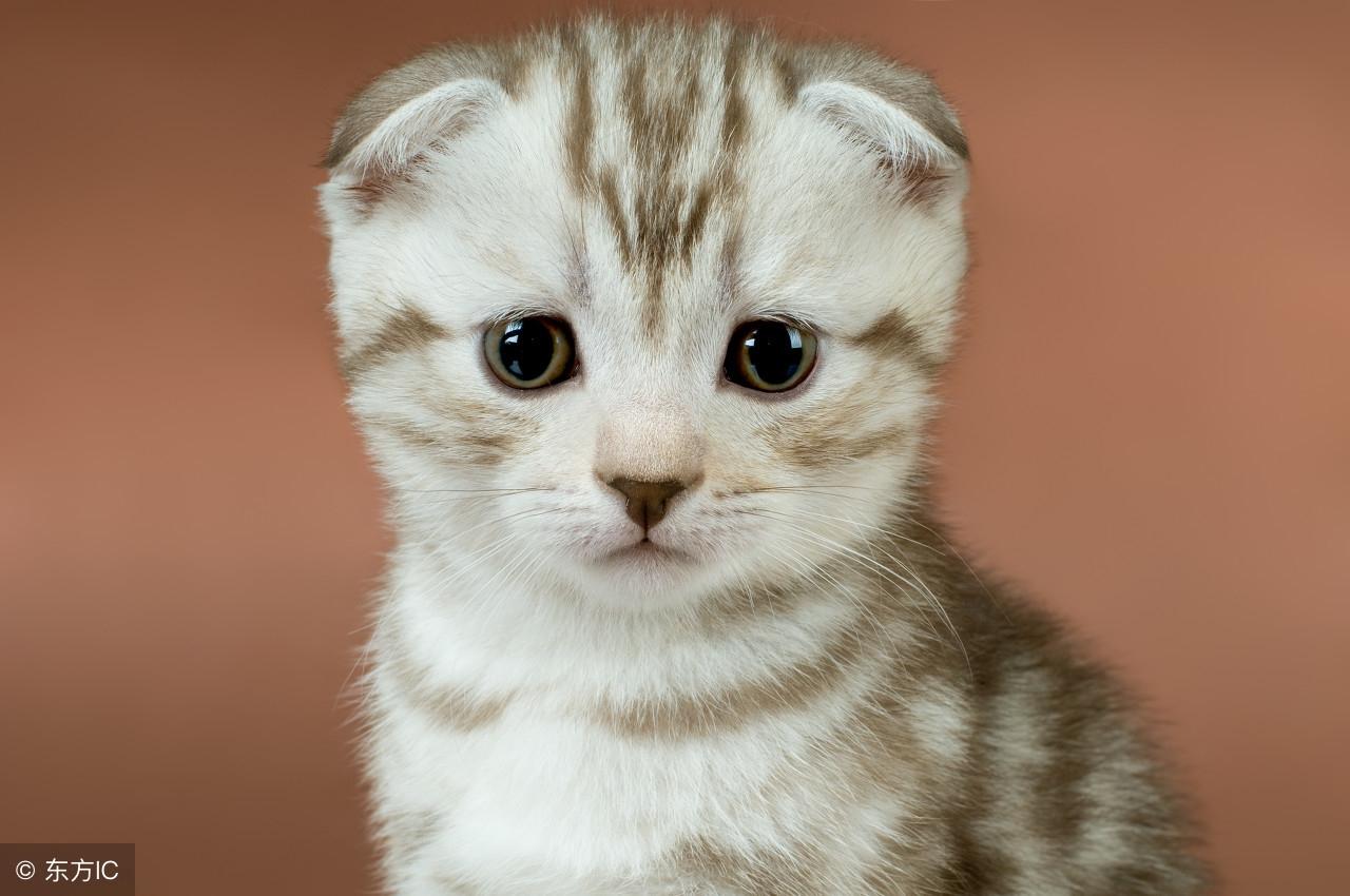 你家小奶猫是王子还是公主? 你家小奶猫是王子还是公主?