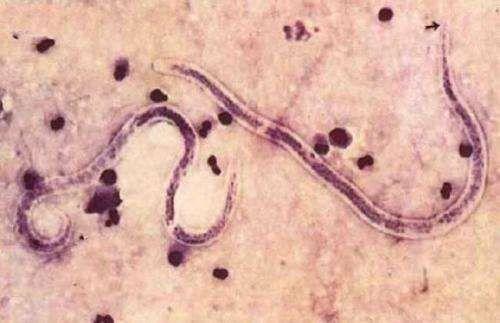 猫咪打喷嚏喷出血丝会死吗？