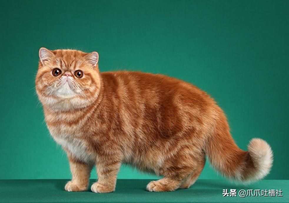 过年回家猫咪能自己待七天吗？