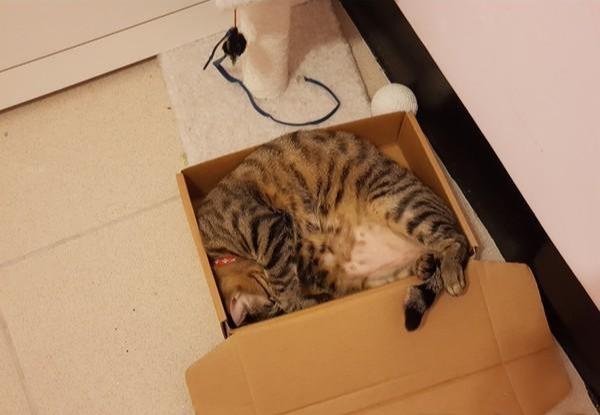 为什么我家猫主子总爱半夜跑酷？