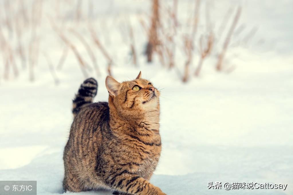 你家猫耳朵突然掉 雪花 ？新手必看处理指南