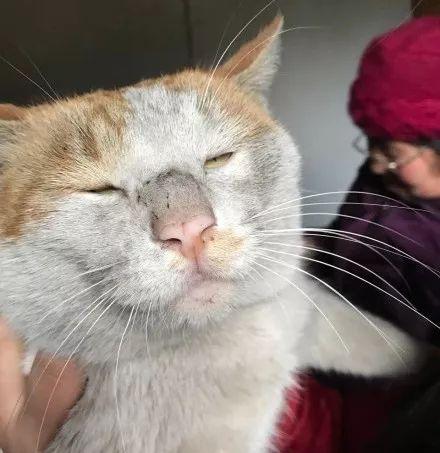 为什么别人画的猫咪萌出血，你的却像外星生物？