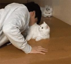 猫咪流口水正常吗？铲屎官必须知道的5个紧急信号