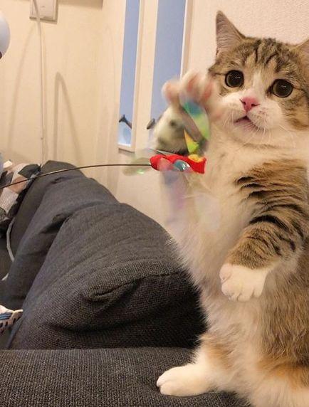 猫咪突然流血该怎么处理？