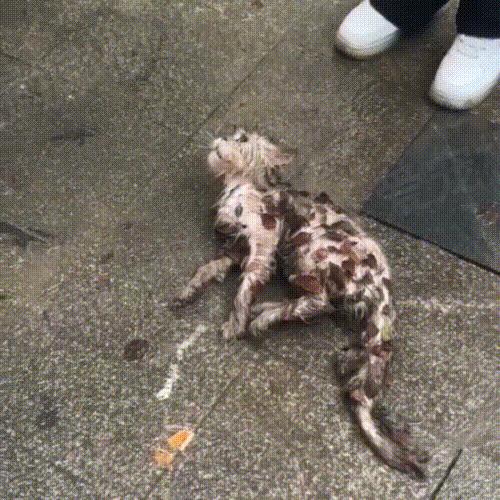 猫咪尾巴颤抖是开心还是生病了? 猫咪尾巴颤抖是开心还是生病了?