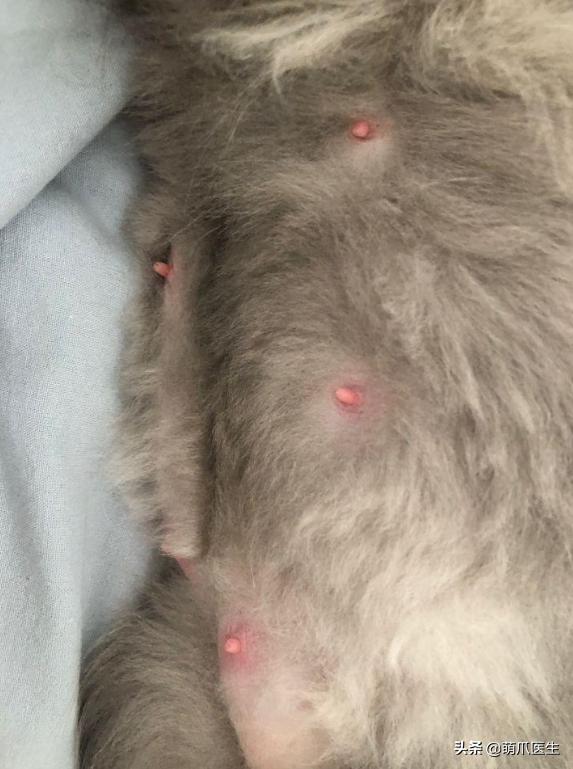 猫咪涨奶真的会要命吗？