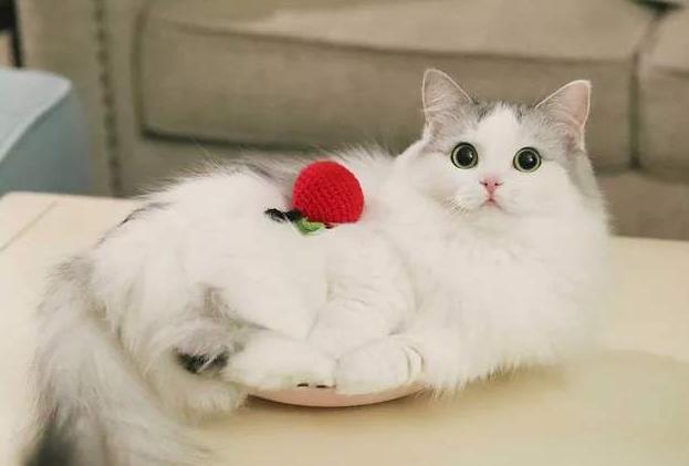 主子们最爱听的声音居然是这些? 主子们最爱听的声音居然是这些?