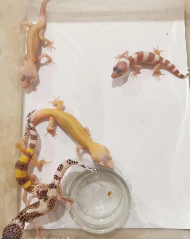 亚洲一卡2卡三卡：多卡体系如何改变出行，跨国支付有哪些创新，用户如何选择最优方案