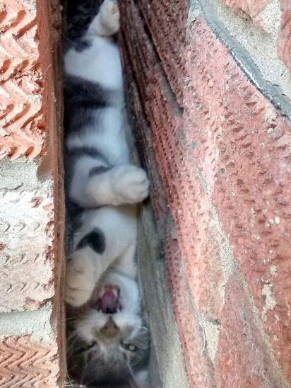 为什么这些猫咪表情能让你聊天秒变搞笑达人? 为什么这些猫咪表情能让你聊天秒变搞笑达人?