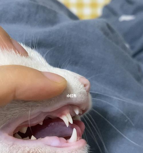 猫咪换牙到底是几个月开始的？