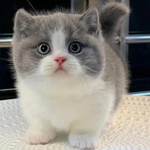 一张纸就能折出超萌猫咪收纳盒? 一张纸就能折出超萌猫咪收纳盒?