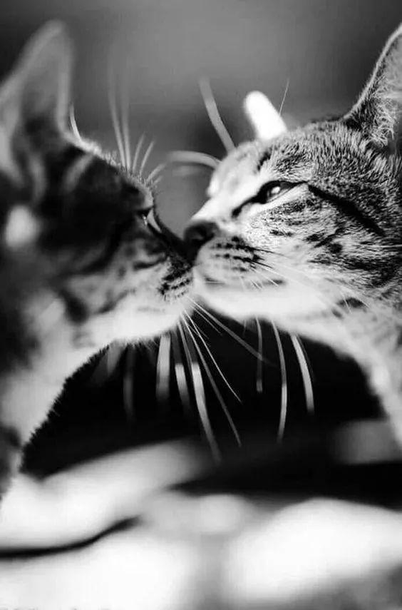 猫咪看到的颜色真的只有黑白灰吗？