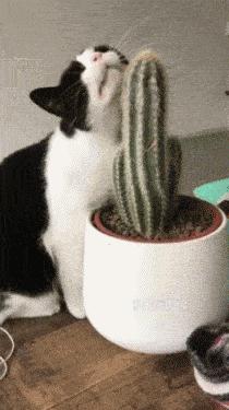 为什么十年前拍的猫咪视频现在看起来更带劲？