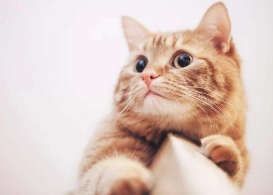 猫咪肚子里可能藏着 定时炸弹 ？多久驱虫才安全？