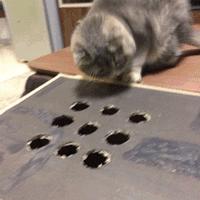 猫咪打完疫苗后突然变懒正常吗？