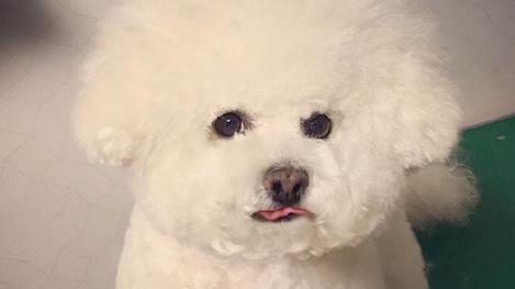 猫咪眼屎突然变多？新手铲屎官该怎么办？