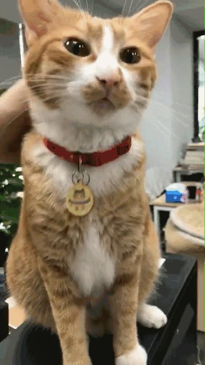 猫咪突然拉软便,铲屎官该怎么办? 猫咪突然拉软便,铲屎官该怎么办?