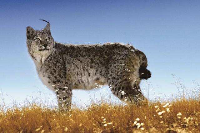 猫咪吐咖啡色液体是不是要送急诊？