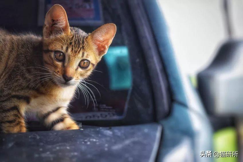 猫咪整天嗷嗷叫还乱尿?这7招教你紧急刹车! 猫咪整天嗷嗷叫还乱尿?这7招教你紧急刹车!
