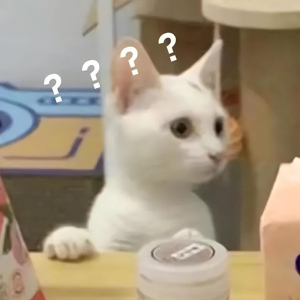 猫妈妈涨成石头奶该咋整? 猫妈妈涨成石头奶该咋整?