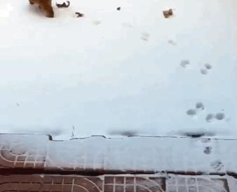 刚接回家的猫咪整夜嚎叫到底要干嘛？