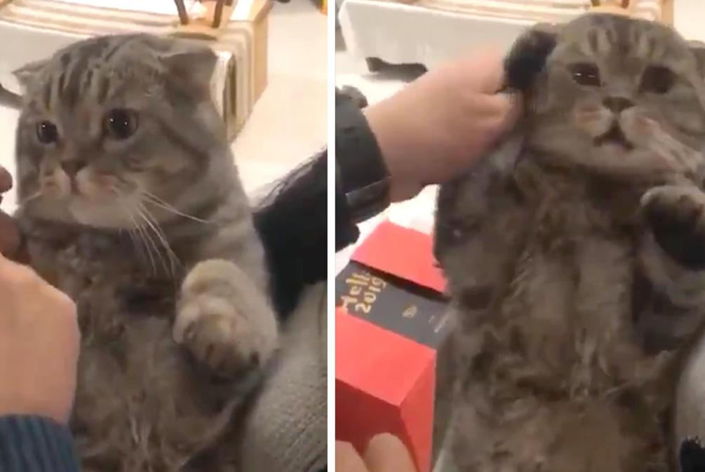 猫咪半夜嚎叫挠门是为啥? 猫咪半夜嚎叫挠门是为啥?