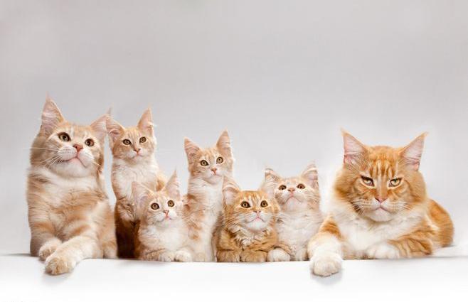 天语SX4尚悦：跨界设计的先驱之作，家用轿车的全能挑战者