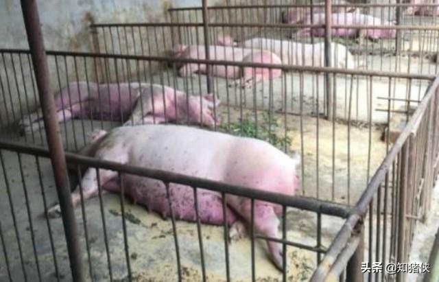 猫咪吃苍蝇会中毒吗？新手必看的养猫安全指南