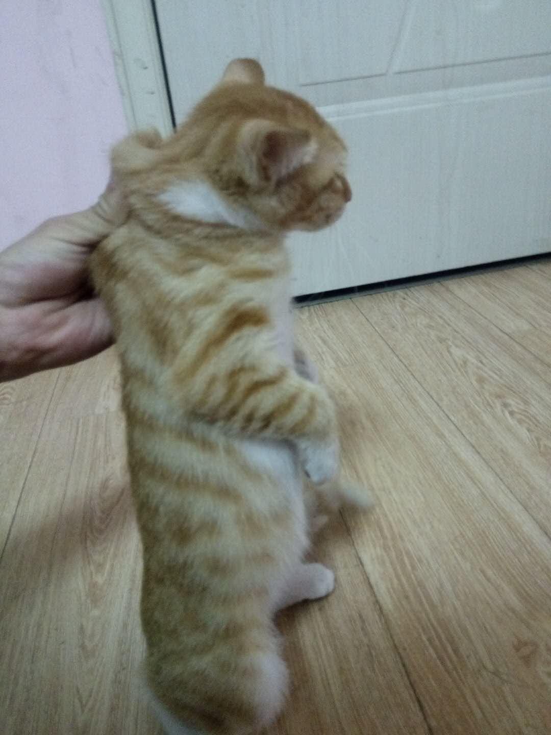 你家猫主子为啥总在地上疯狂打滚？