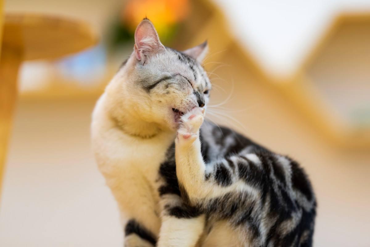 猫咪为啥总爱舔衣服？这5个原因新手必须知道！