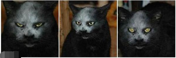 为什么你家主子一被撸就变拖拉机？