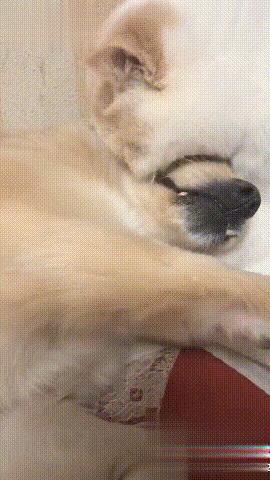 猫咪真的必须吃化毛膏吗？铲屎官必看的真相手册