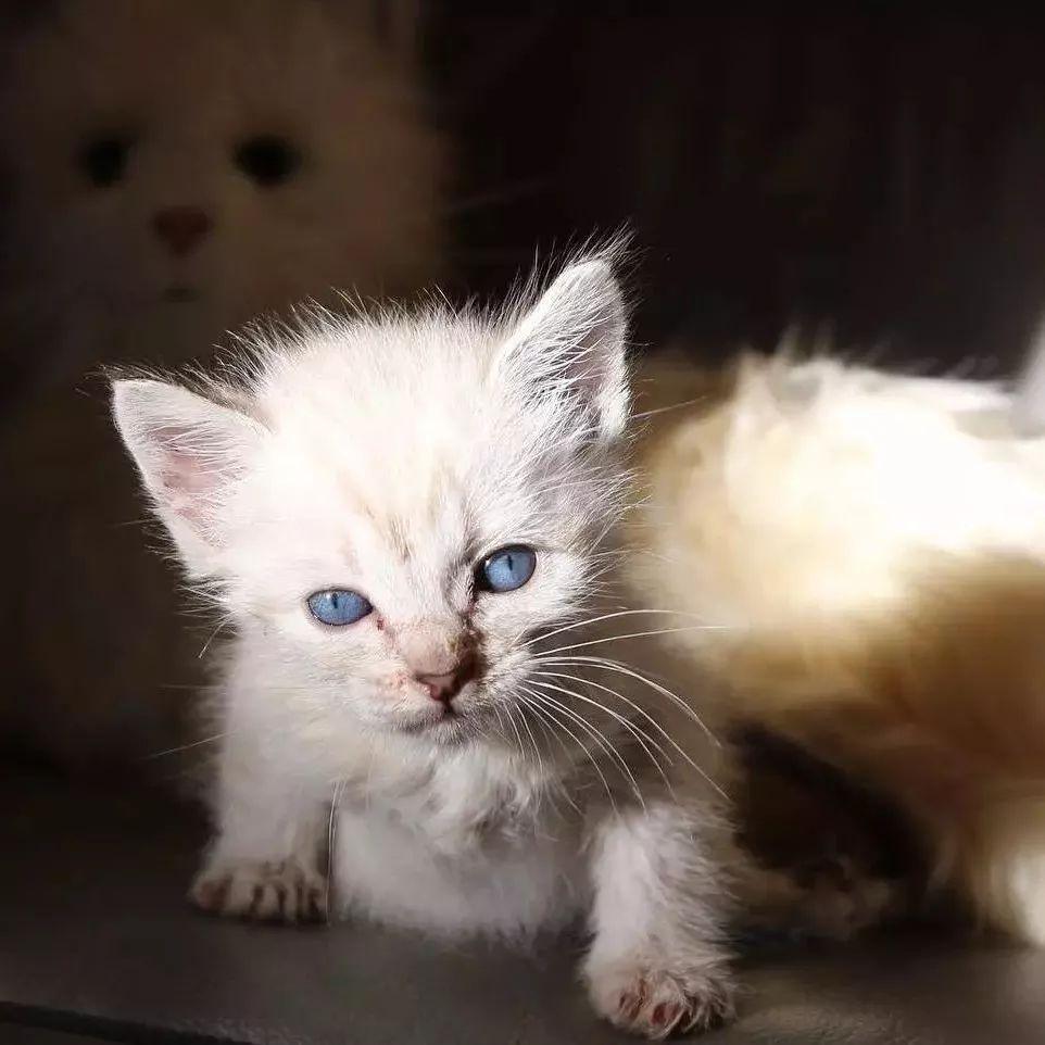 猫咪难产卡在产道里了怎么办？