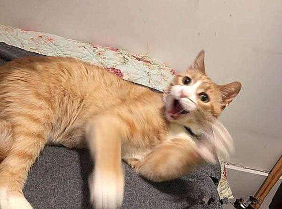 新手如何快速掌握新速腾论坛操作技巧? 新手如何快速掌握新速腾论坛操作技巧?