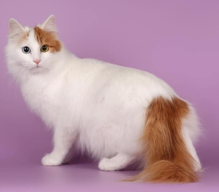 你家猫咪的祖先到底有多野？