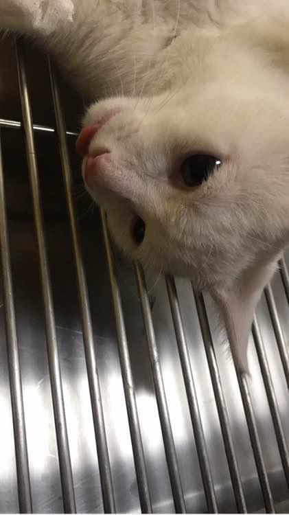 养了半年的猫还是不让抱怎么办？