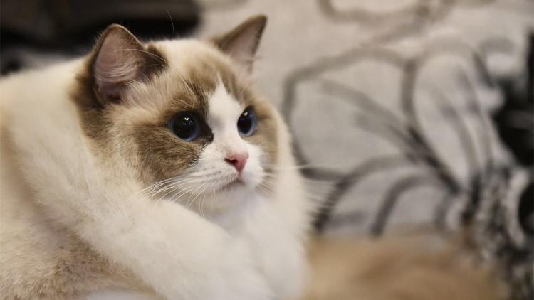 梦见没穿鞋走路？2025年职场人必看的3大预兆与化解指南