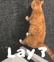 在英国生娃到底该找谁帮忙？