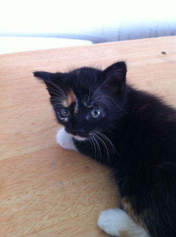 你家主子最近是不是连罐头都不香了？