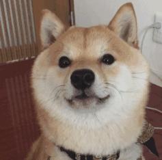 给猫咪取名到底该听铲屎官还是看主子脸色？