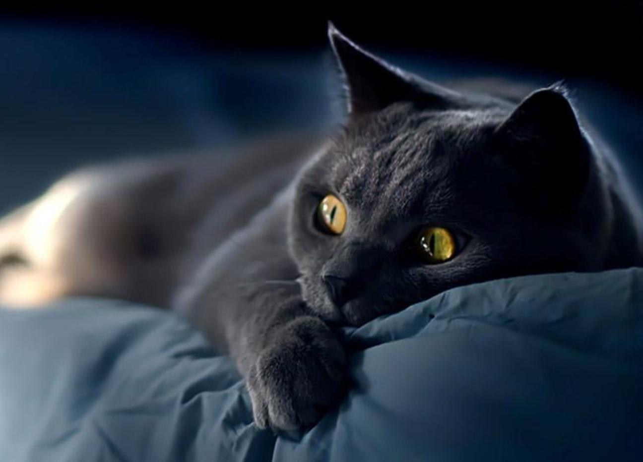 猫咪吐白水会不会突然死掉？