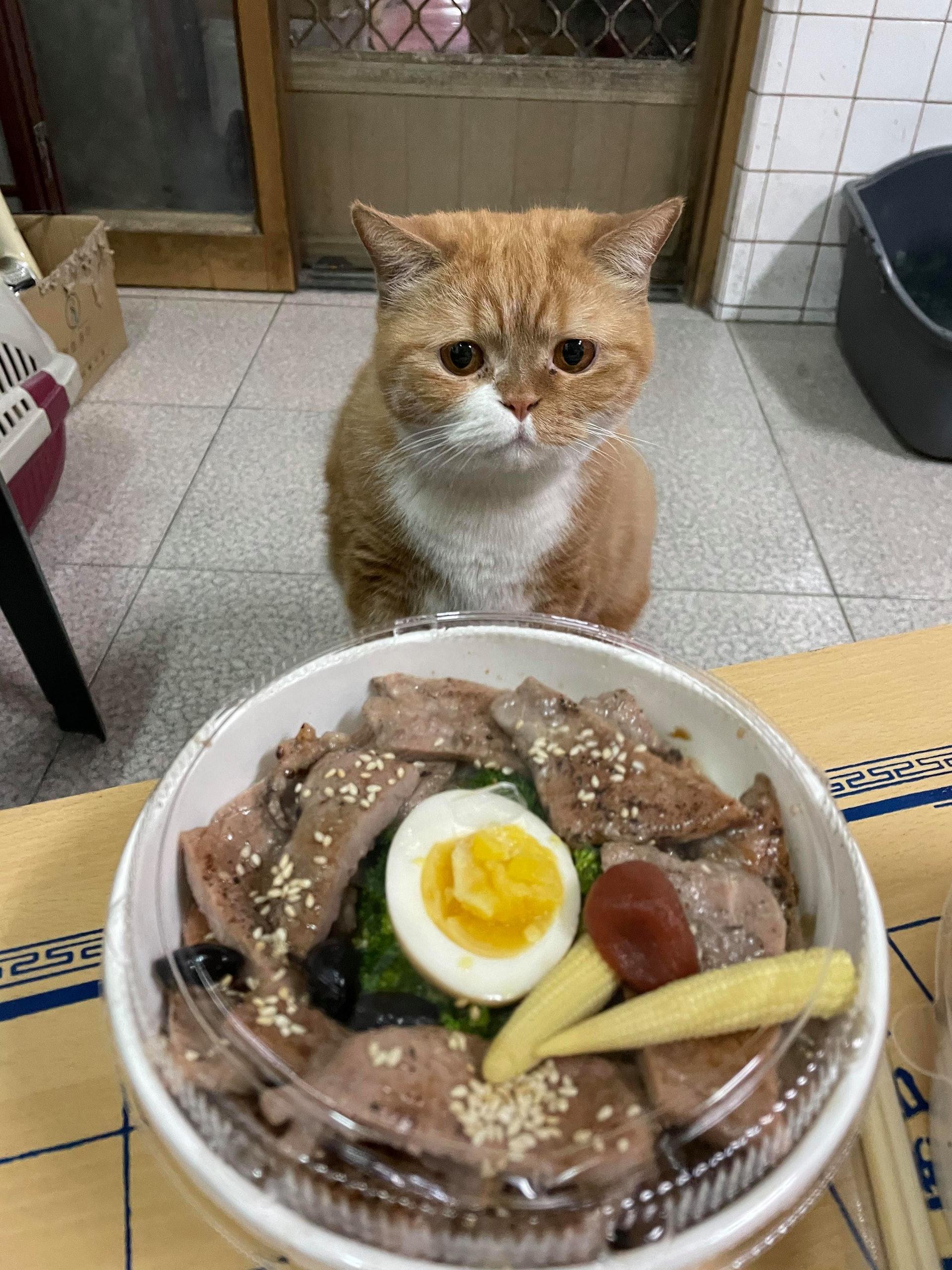 猫咪突然又拉又吐怎么办？新手必看救命指南