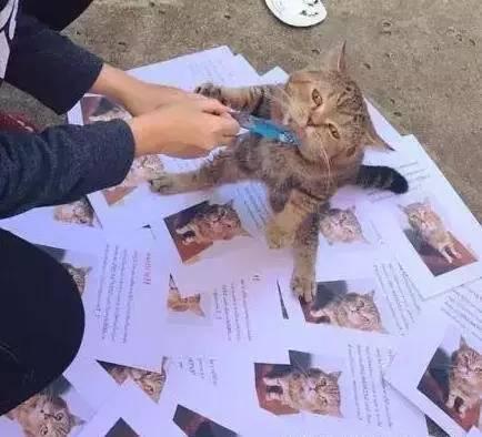 猫主子玩失踪了？新手如何48小时内找回逃跑小猫咪