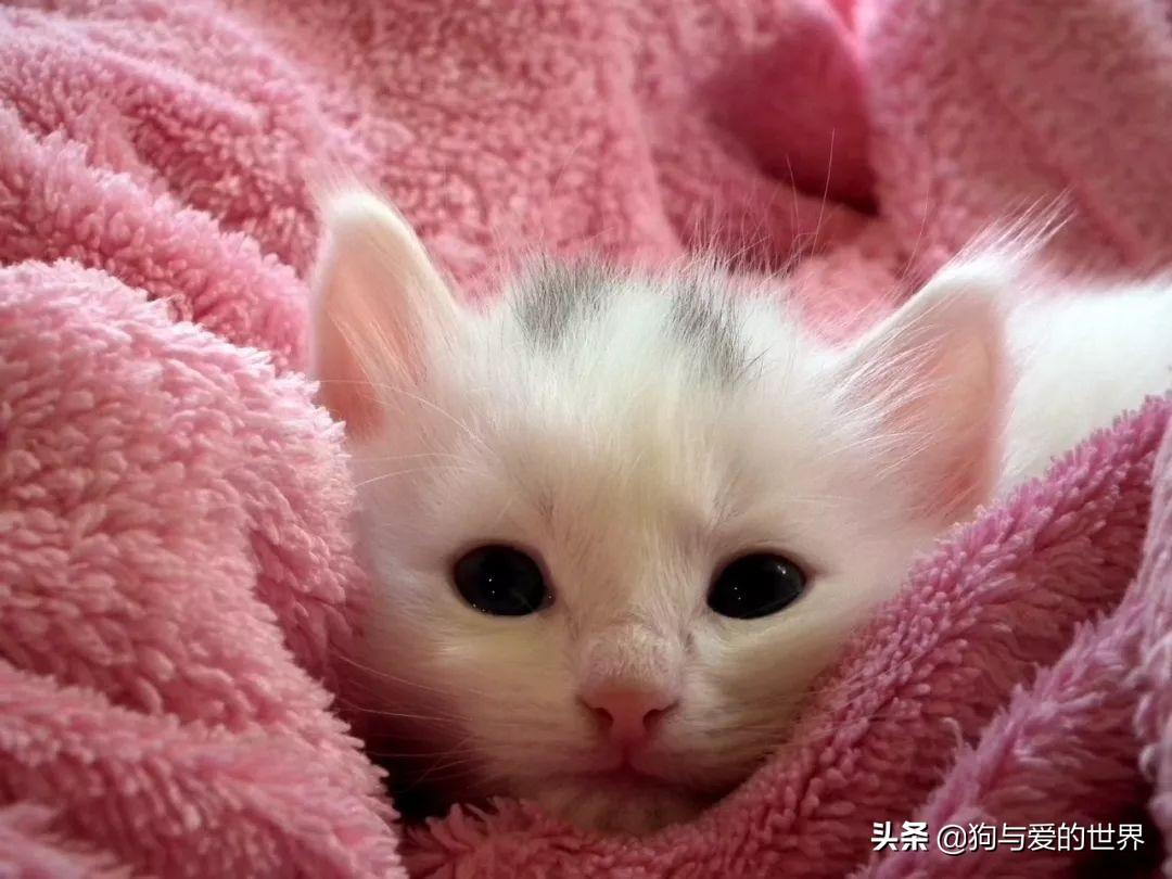 猫咪颜文字到底怎么玩才不翻车？