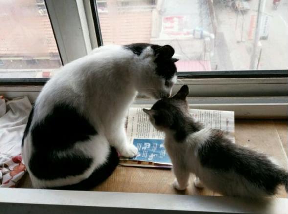 为什么你的猫咪总对你爱答不理? 为什么你的猫咪总对你爱答不理?