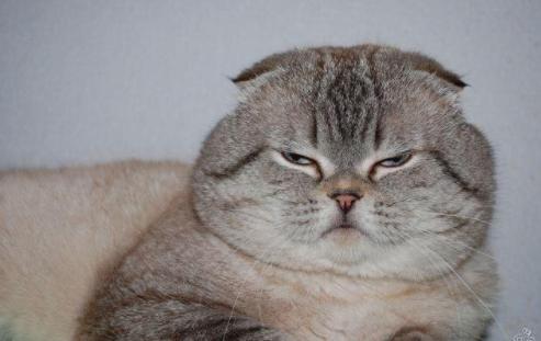 猫咪突然乱尿是故意报复主人吗？