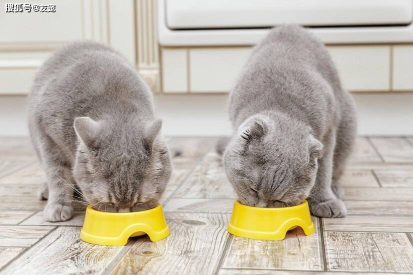 猫咪一换粮就吐？新手铲屎官踩了哪些雷？