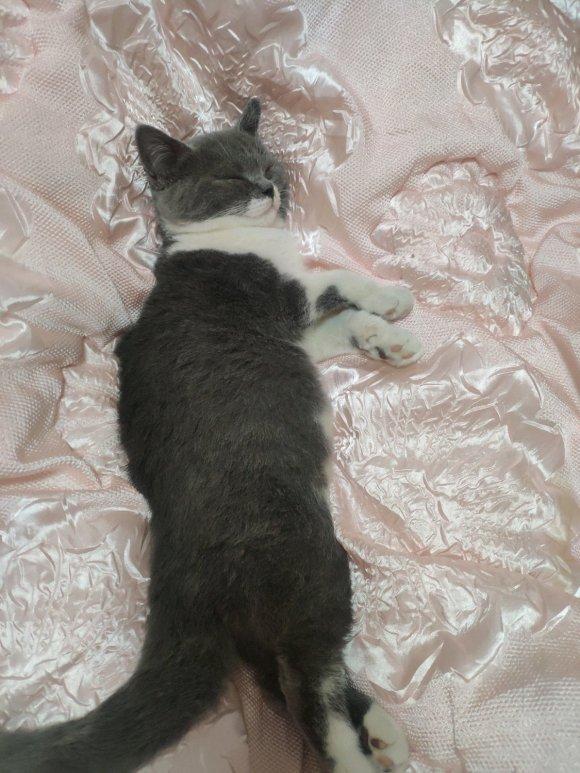 你家猫突然长红疙瘩了？千万别百度乱用药！