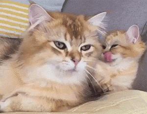 猫咪斗恶龙三神器不会用？看完这篇你也能秒变大佬！